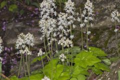 Heartleaf Foamflower, Tiarella cordifolia