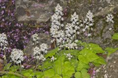 Heartleaf Foamflower, Tiarella cordifolia