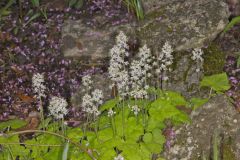 Heartleaf Foamflower, Tiarella cordifolia