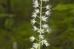 Heartleaf Foamflower, Tiarella cordifolia