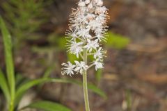 Heartleaf Foamflower, Tiarella cordifolia