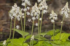 Heartleaf Foamflower, Tiarella cordifolia