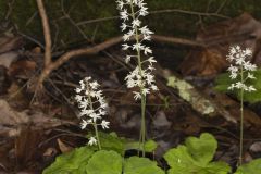 Heartleaf Foamflower, Tiarella cordifolia