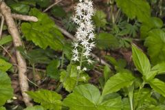 Heartleaf Foamflower, Tiarella cordifolia