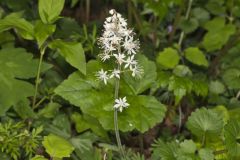 Heartleaf Foamflower, Tiarella cordifolia