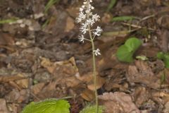 Heartleaf Foamflower, Tiarella cordifolia
