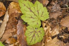 Heartleaf Foamflower, Tiarella cordifolia