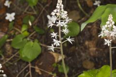Heartleaf Foamflower, Tiarella cordifolia