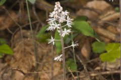 Heartleaf Foamflower, Tiarella cordifolia