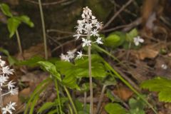 Heartleaf Foamflower, Tiarella cordifolia