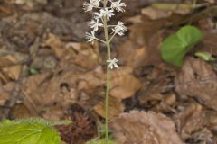 Heartleaf Foamflower, Tiarella cordifolia
