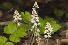Heartleaf Foamflower, Tiarella cordifolia