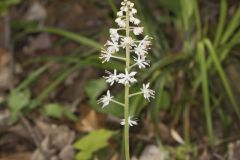 Heartleaf Foamflower, Tiarella cordifolia