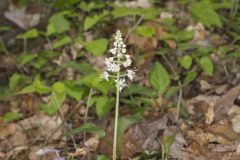 Heartleaf Foamflower, Tiarella cordifolia