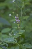 Heartleaf Hedgenettle, Stachys cordata