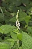 Heartleaf Hedgenettle, Stachys cordata