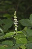 Heartleaf Hedgenettle, Stachys cordata
