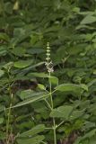 Heartleaf Hedgenettle, Stachys cordata