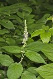 Heartleaf Hedgenettle, Stachys cordata