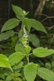 Heartleaf Hedgenettle, Stachys cordata