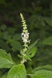 Heartleaf Hedgenettle, Stachys cordata