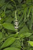 Heartleaf Hedgenettle, Stachys cordata