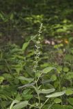 Heartleaf Hedgenettle, Stachys cordata