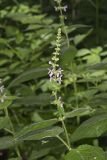 Heartleaf Hedgenettle, Stachys cordata
