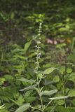 Heartleaf Hedgenettle, Stachys cordata