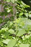 Heartleaf Hedgenettle, Stachys cordata