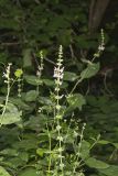 Heartleaf Hedgenettle, Stachys cordata