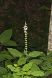 Heartleaf Hedgenettle, Stachys cordata