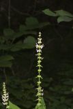 Heartleaf Hedgenettle, Stachys cordata