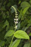 Heartleaf Hedgenettle, Stachys cordata