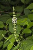 Heartleaf Hedgenettle, Stachys cordata