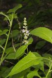 Heartleaf Hedgenettle, Stachys cordata