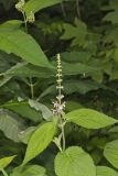 Heartleaf Hedgenettle, Stachys cordata