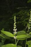 Heartleaf Hedgenettle, Stachys cordata