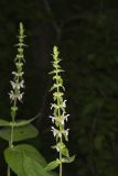 Heartleaf Hedgenettle, Stachys cordata