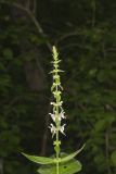 Heartleaf Hedgenettle, Stachys cordata