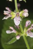 Heartleaf Hedgenettle, Stachys cordata