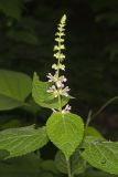 Heartleaf Hedgenettle, Stachys cordata