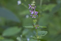 Heartleaf Hedgenettle, Stachys cordata