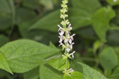 Heartleaf Hedgenettle, Stachys cordata