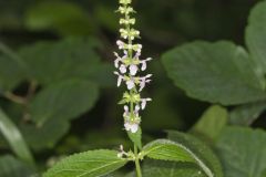 Heartleaf Hedgenettle, Stachys cordata