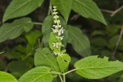 Heartleaf Hedgenettle, Stachys cordata