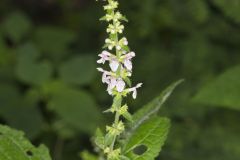 Heartleaf Hedgenettle, Stachys cordata