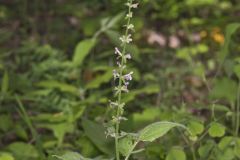 Heartleaf Hedgenettle, Stachys cordata