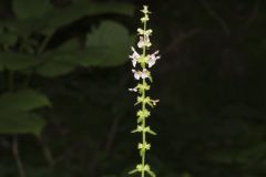 Heartleaf Hedgenettle, Stachys cordata