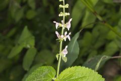 Heartleaf Hedgenettle, Stachys cordata